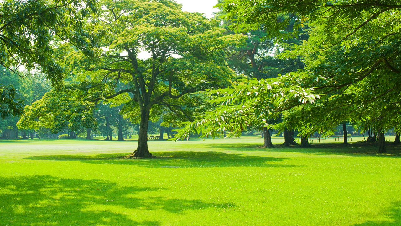 Progettazione giardini e parchi